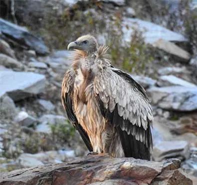 हिमालयन Griffon Vulture // प्वाइंट कैलिमेर वन्यजीव