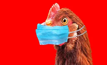 Avian flu // क्‍या है बर्ड फ्लू // बर्ड फ्लू के लक्षण