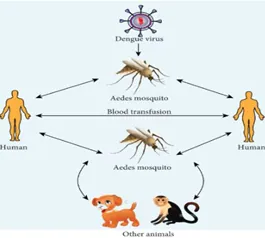 डेंगू वायरस // symptoms of dengue // डेंगू कैसे फैलता