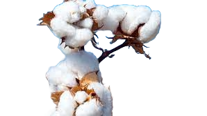 Cotton Subsidy Issue // कपास उत्पादन की स्थिति